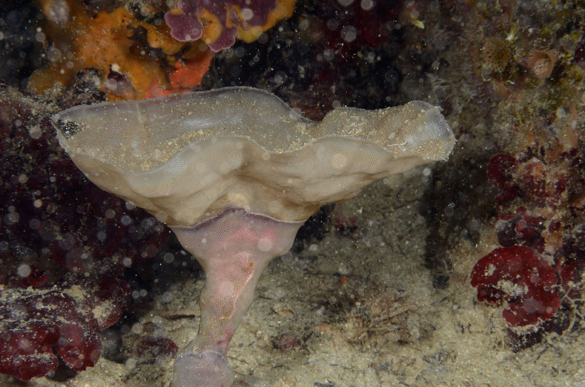 Membranipora membranacea